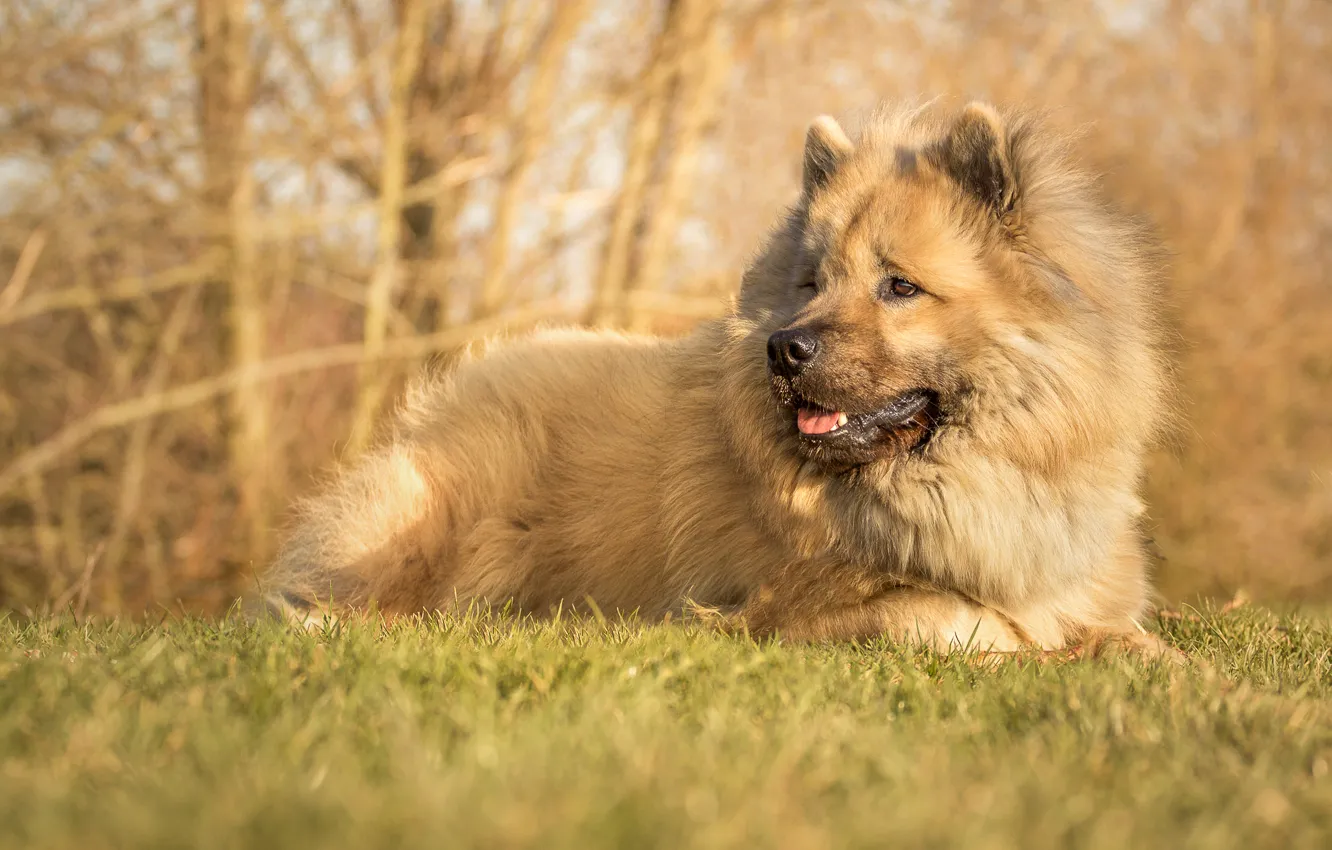 Photo wallpaper dog, dog, The eurasier