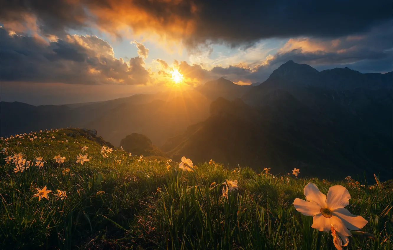 Photo wallpaper grass, the sun, rays, light, flowers, mountains, fog, dawn