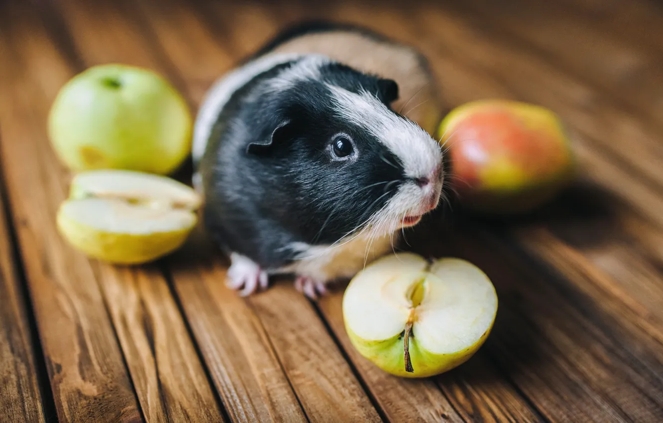 Photo wallpaper apples, pet, Indian rabbit