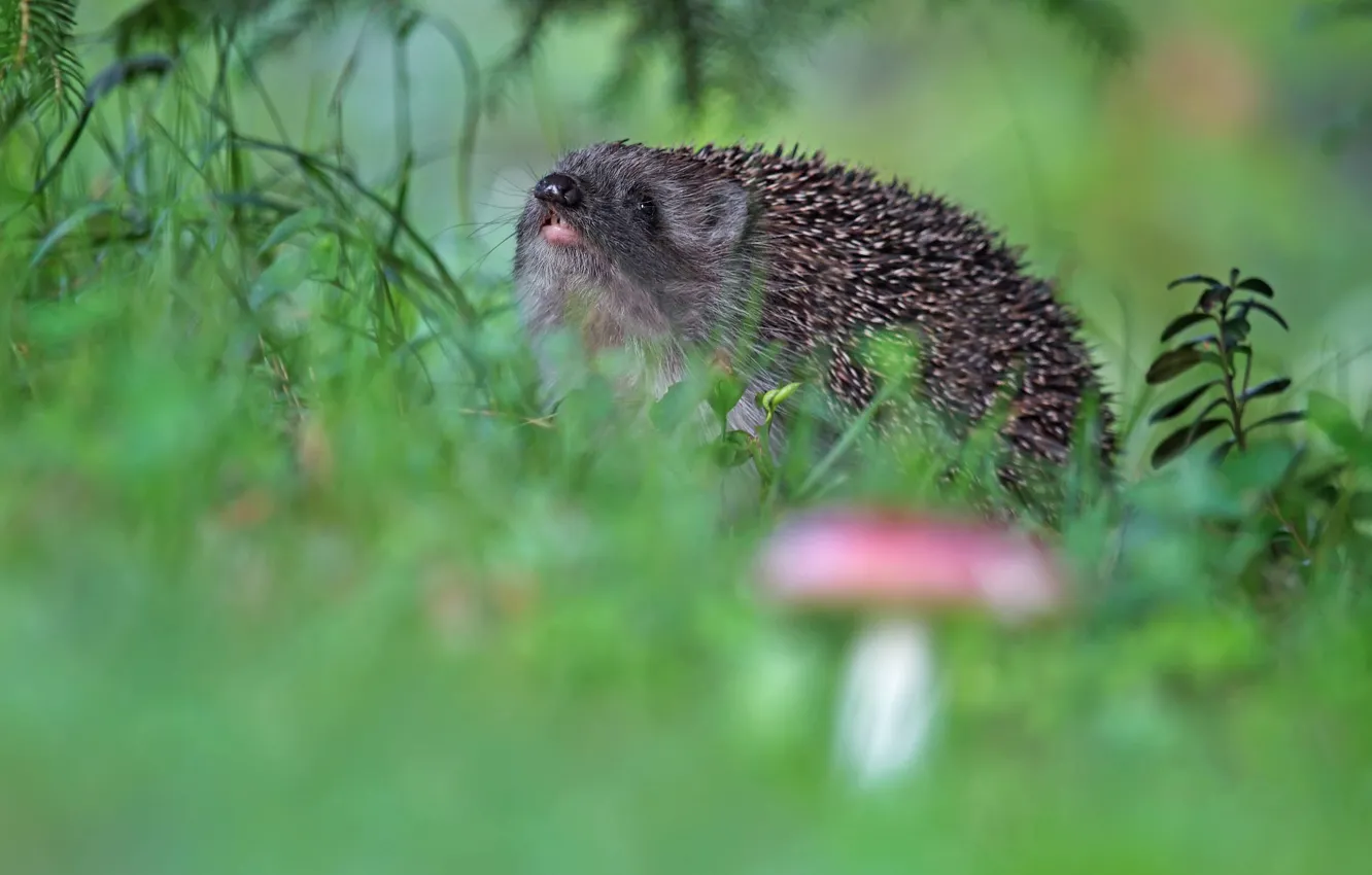 Photo wallpaper forest, grass, nature, mushrooms, nose, face, hedgehog, bokeh