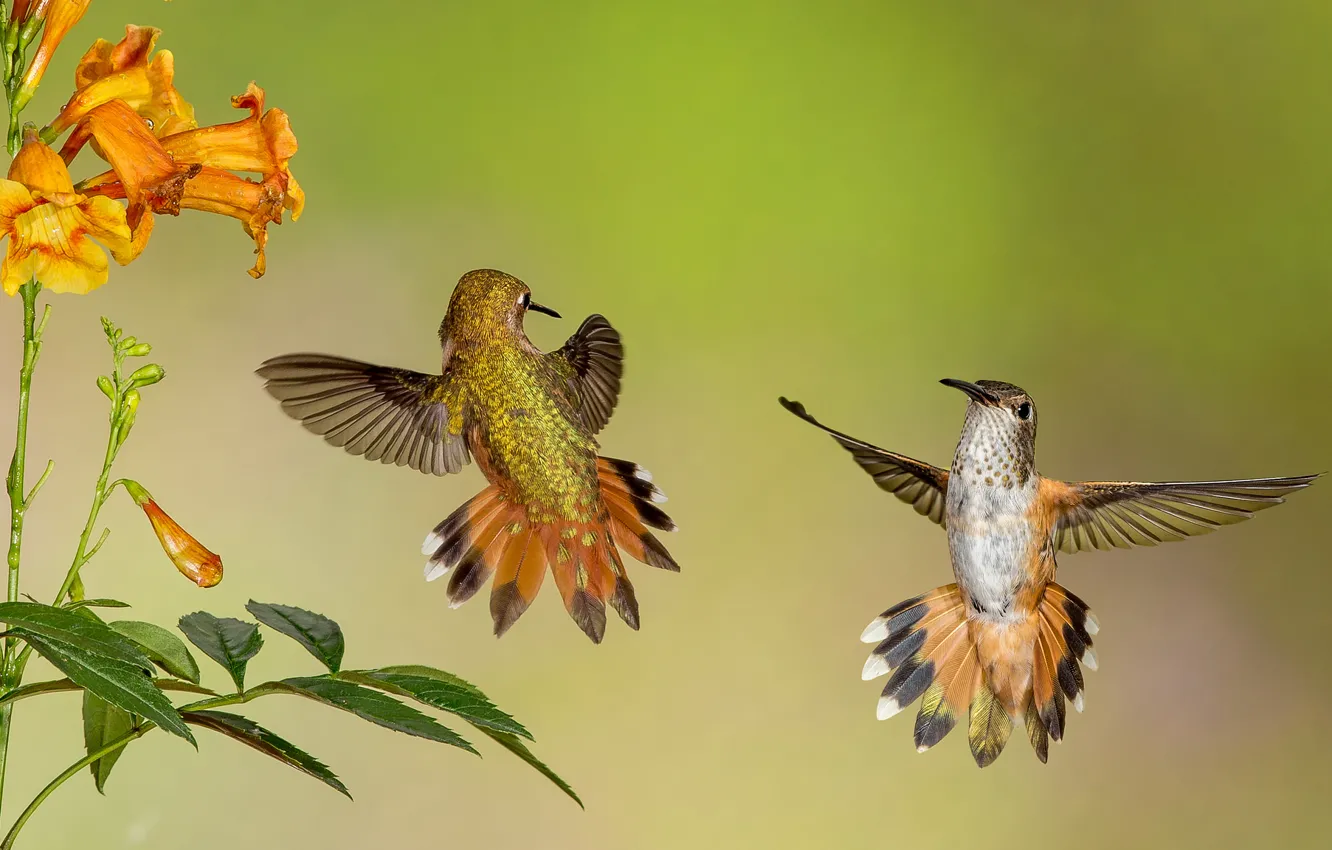 Photo wallpaper flower, flight, wings, Hummingbird