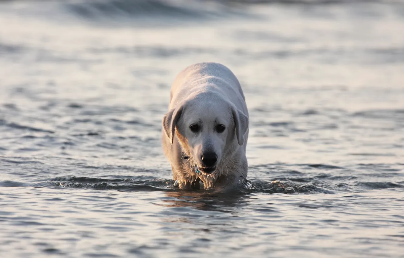 Photo wallpaper water, dog, Labrador, labrador