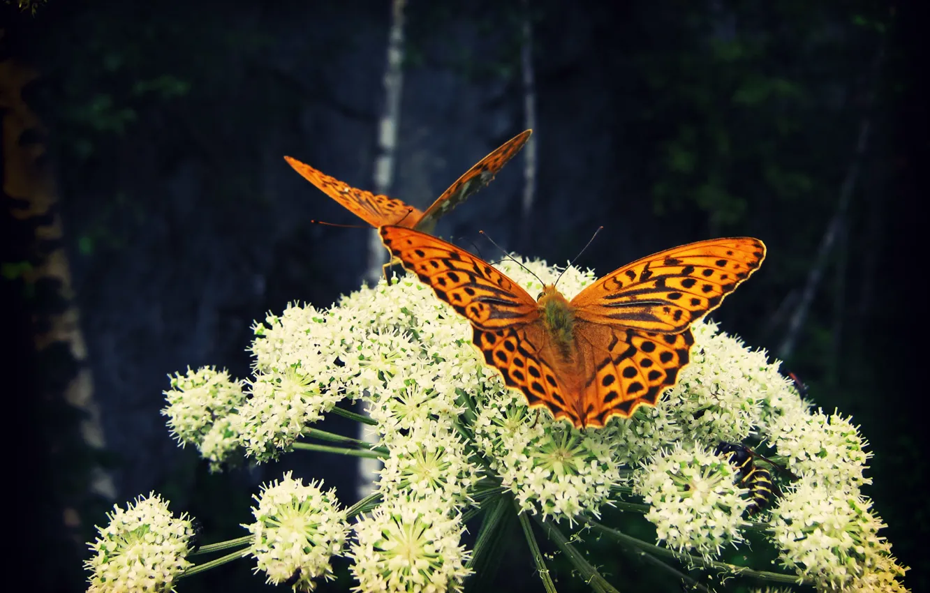 Photo wallpaper flowers, nature, butterfly, insect, Larisa Koshkina
