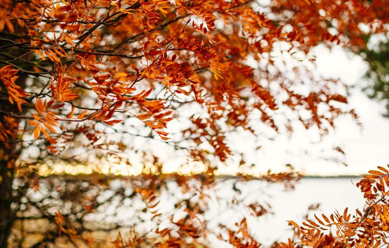 Photo wallpaper autumn, leaves, tree, branches, fall, foliage