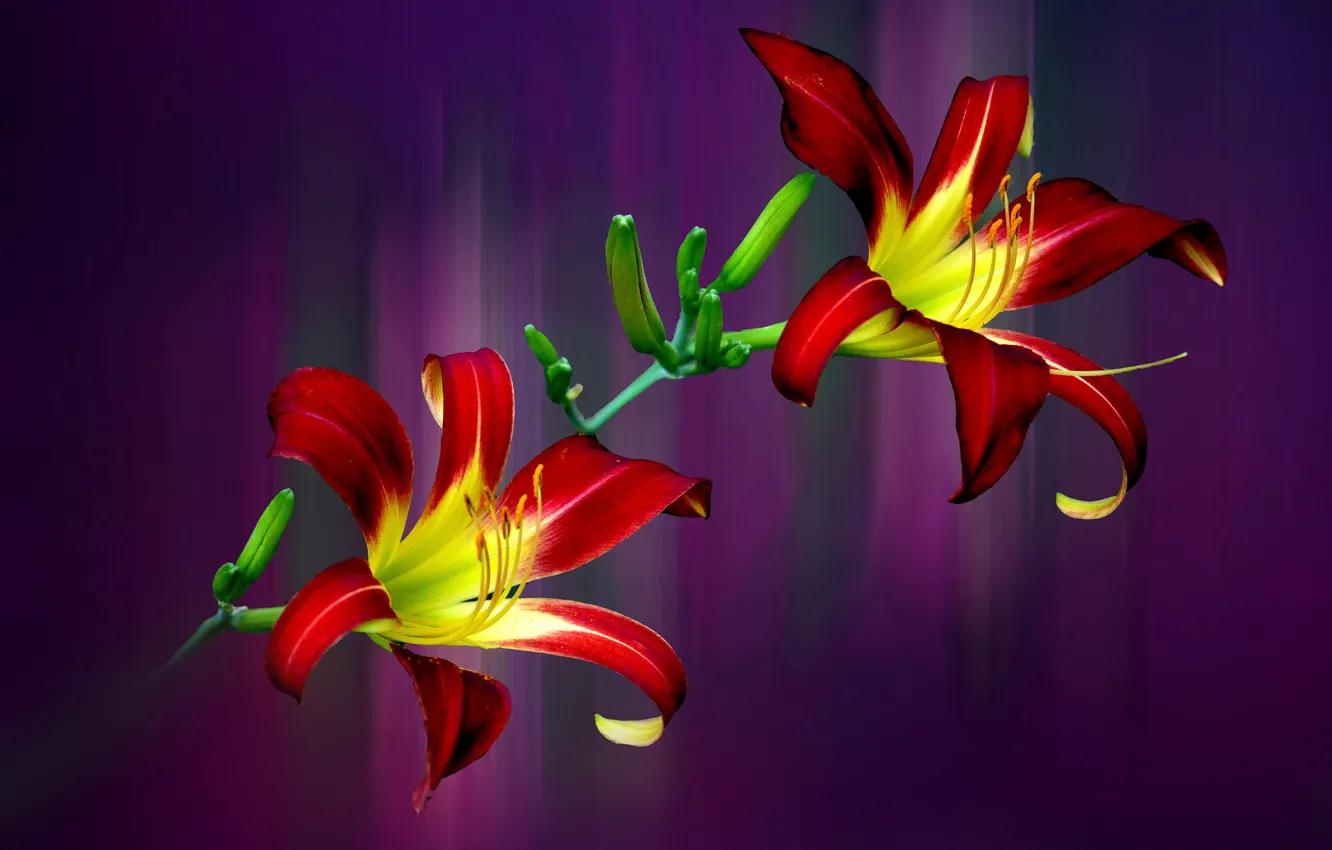 Photo wallpaper macro, background, Lily, petals, stem