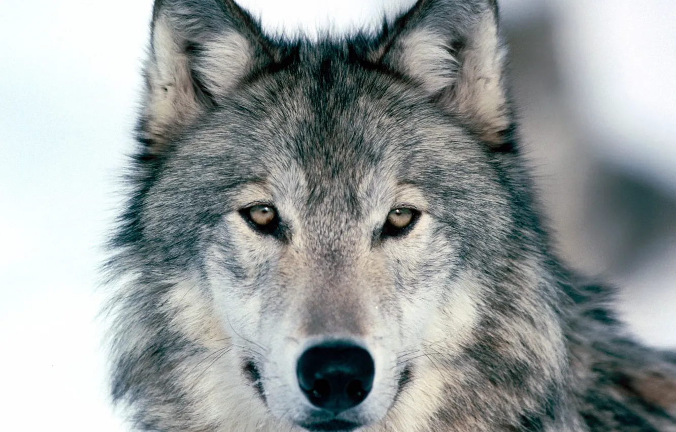 Photo wallpaper Winter, Wolf, Look Into My Eyes