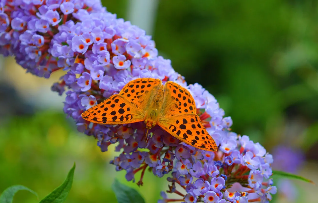 Photo wallpaper macro, flowers, butterfly, butterfly, macro, Purple flowers