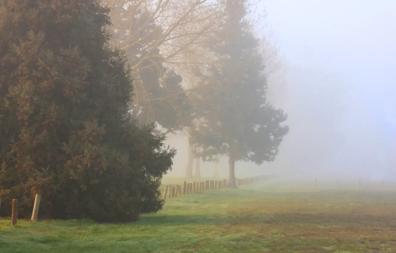 Photo wallpaper field, autumn, trees, fog, morning, trees, field, autumn