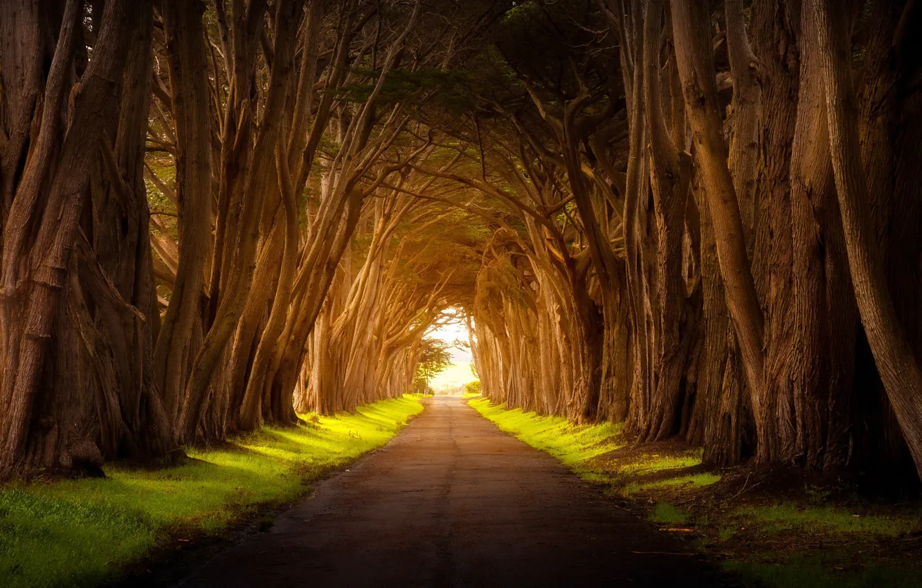 Photo wallpaper road, light, trees, nature
