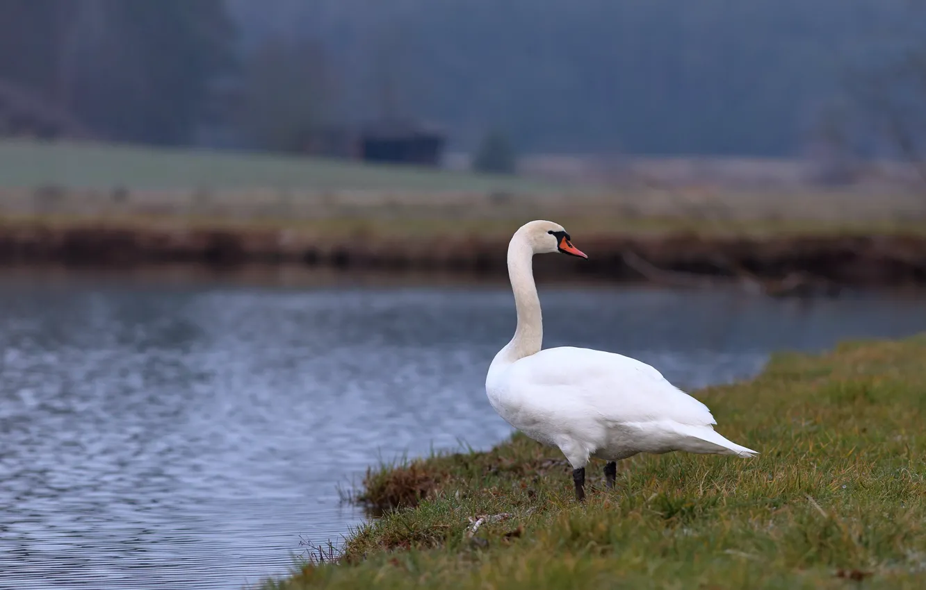 Photo wallpaper bird, shore, swans, pond