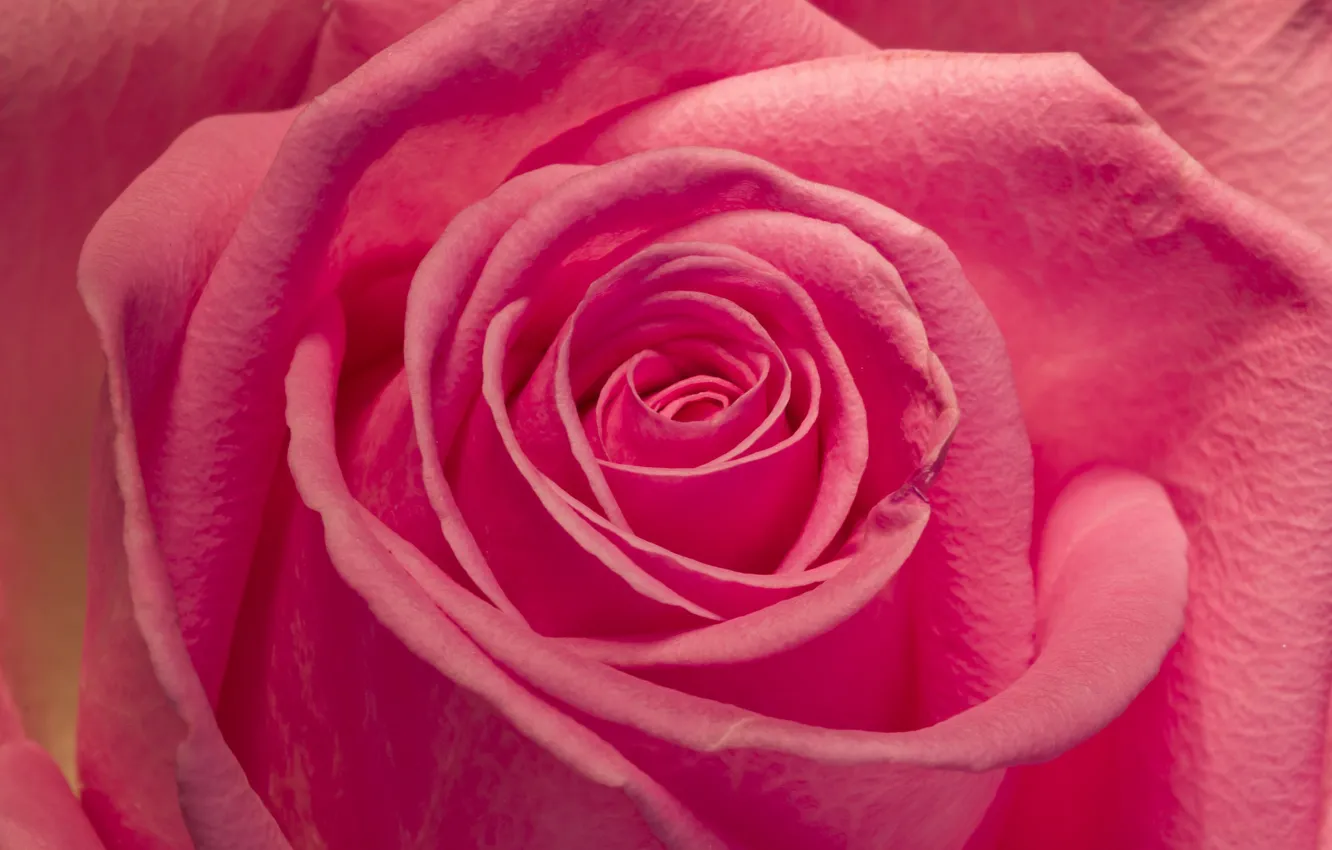 Photo wallpaper macro, pink, rose, petals, Bud