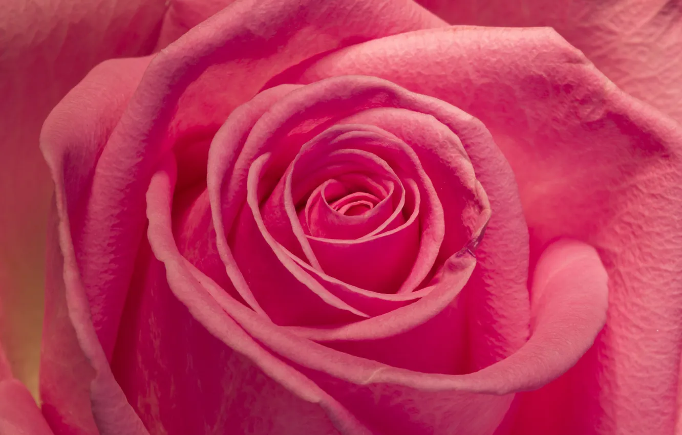 Photo wallpaper macro, roses, petals, pink, buds
