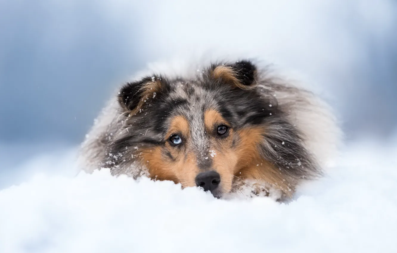 Photo wallpaper look, each, dog