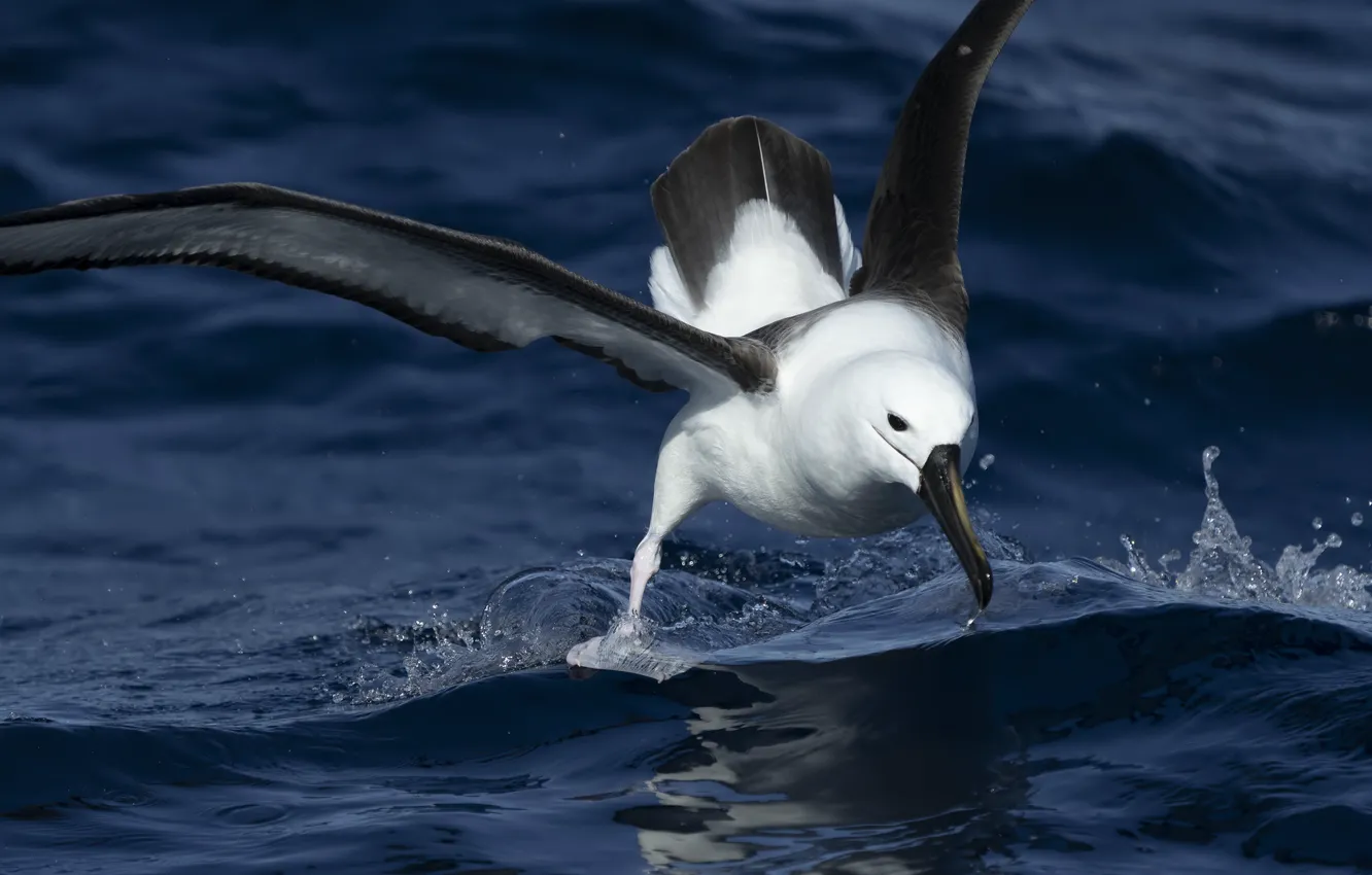 Photo wallpaper sea, water, seagulls