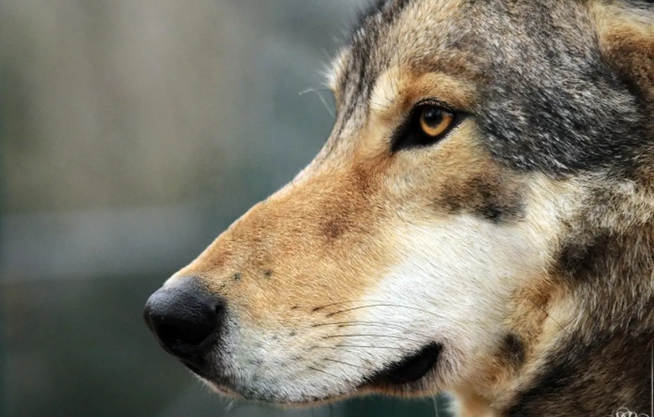 Photo wallpaper Predator, nature, animal, wolf, wildlife, portrait, portrait., Canis lupus. face