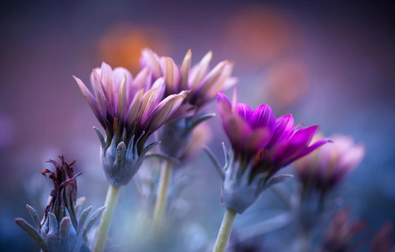 Photo wallpaper macro, flowers, petals, lilac