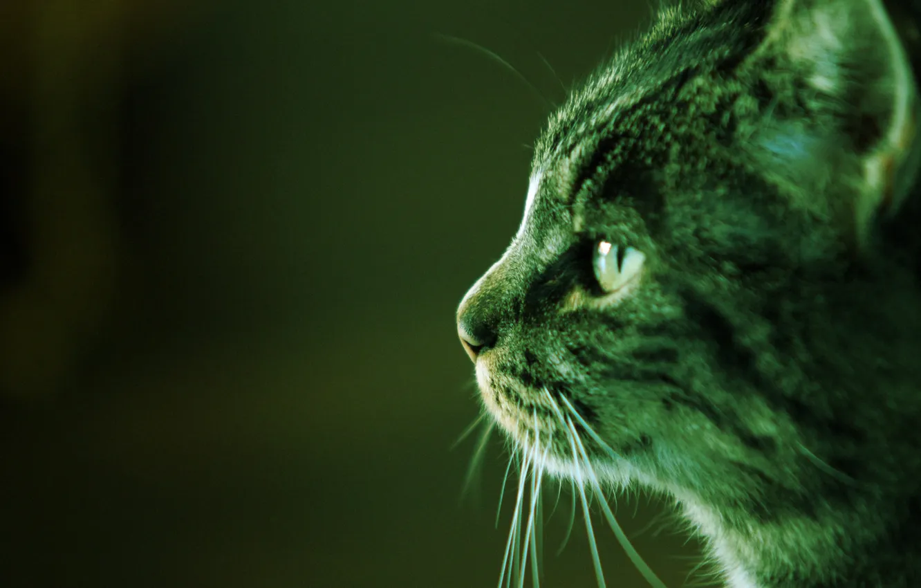 Photo wallpaper cat, Photo, profile