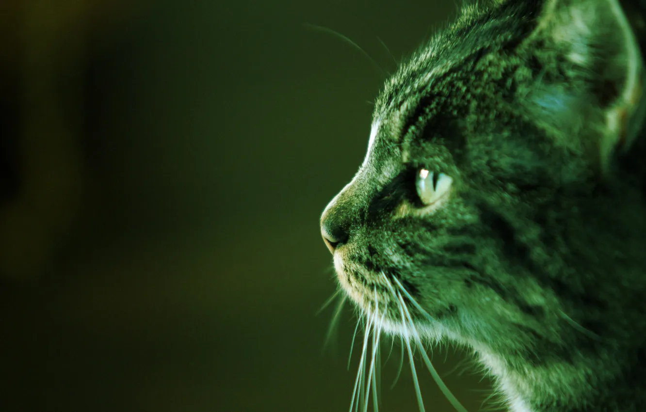 Photo wallpaper cat, photo, profile