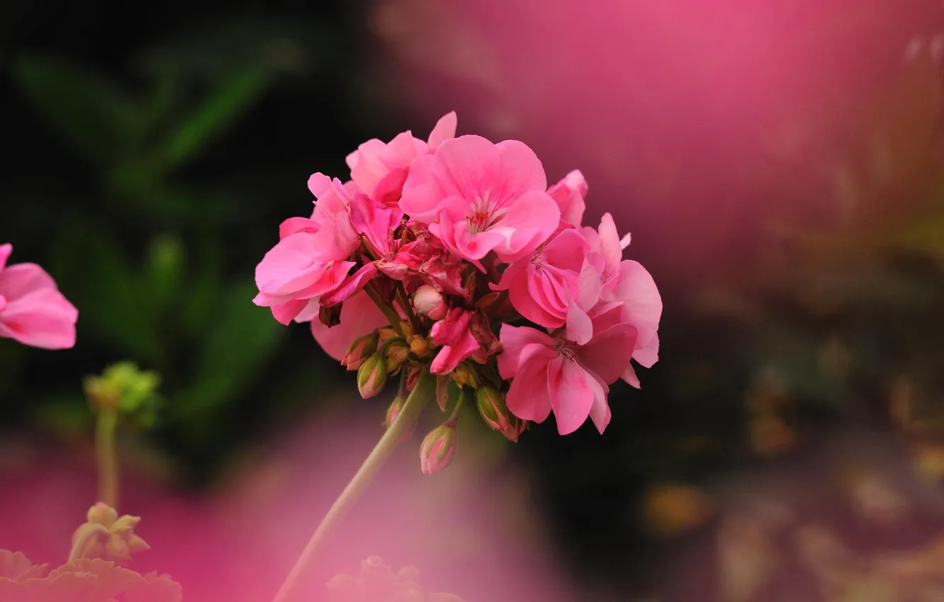 Photo wallpaper flowers, photographer, geranium, Giovanni Zacche