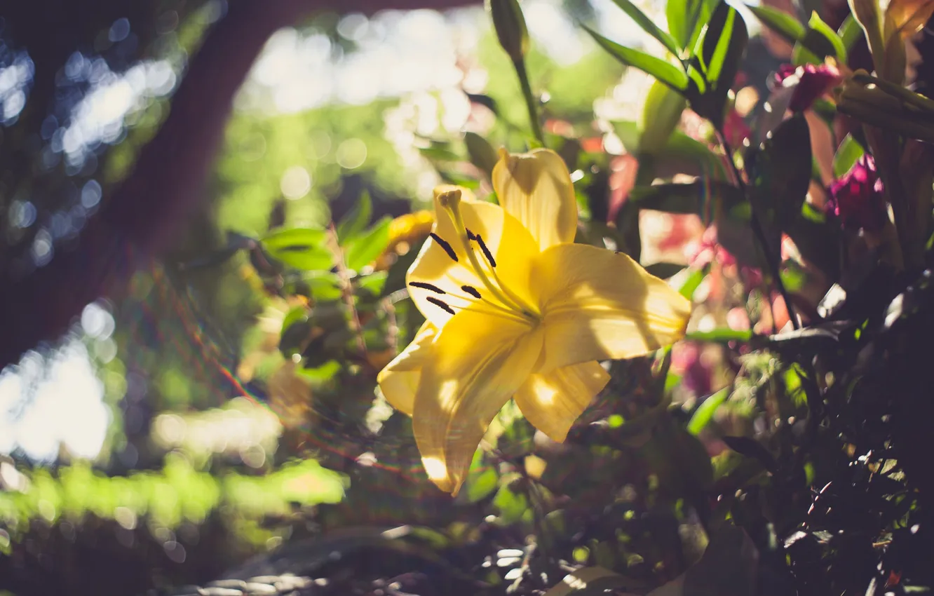 Photo wallpaper flower, Lily, yellow petals