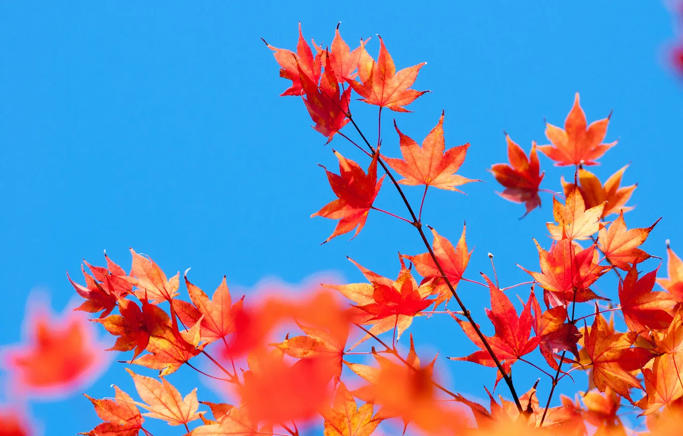 Photo wallpaper the sky, leaves, branches, maple, the crimson