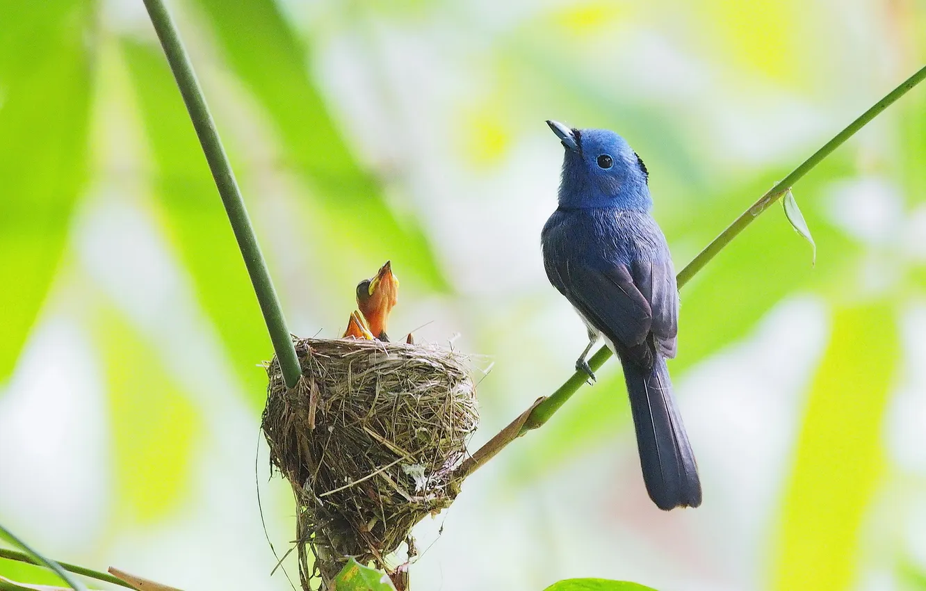 Photo wallpaper branches, bird, socket, Chicks