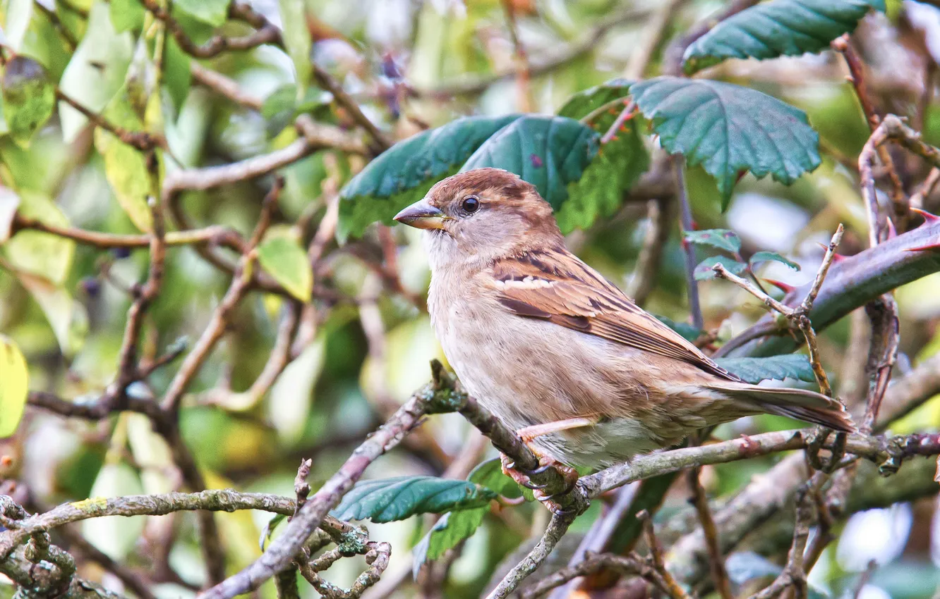 Photo wallpaper leaves, branches, Sparrow