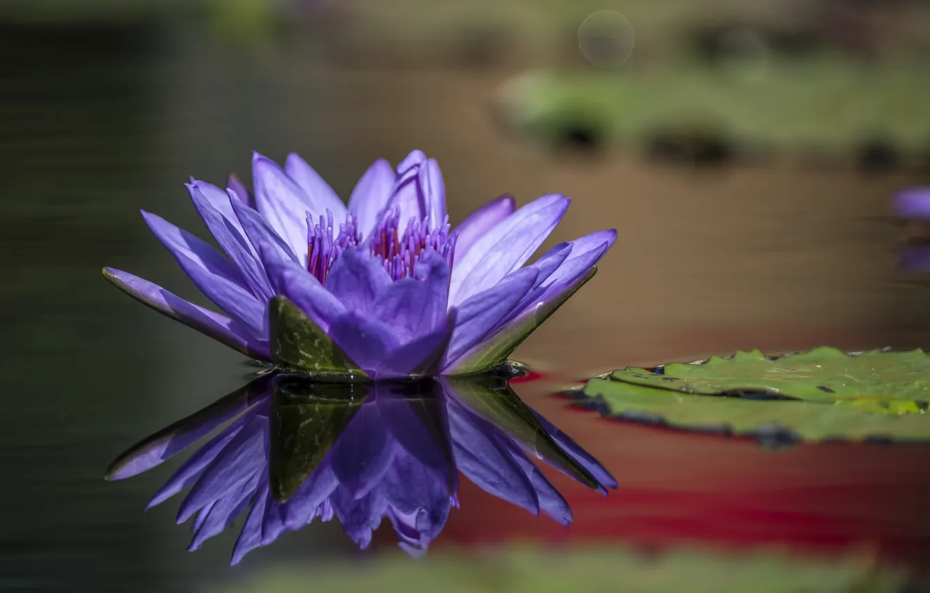 Photo wallpaper lake, petals, water Lily