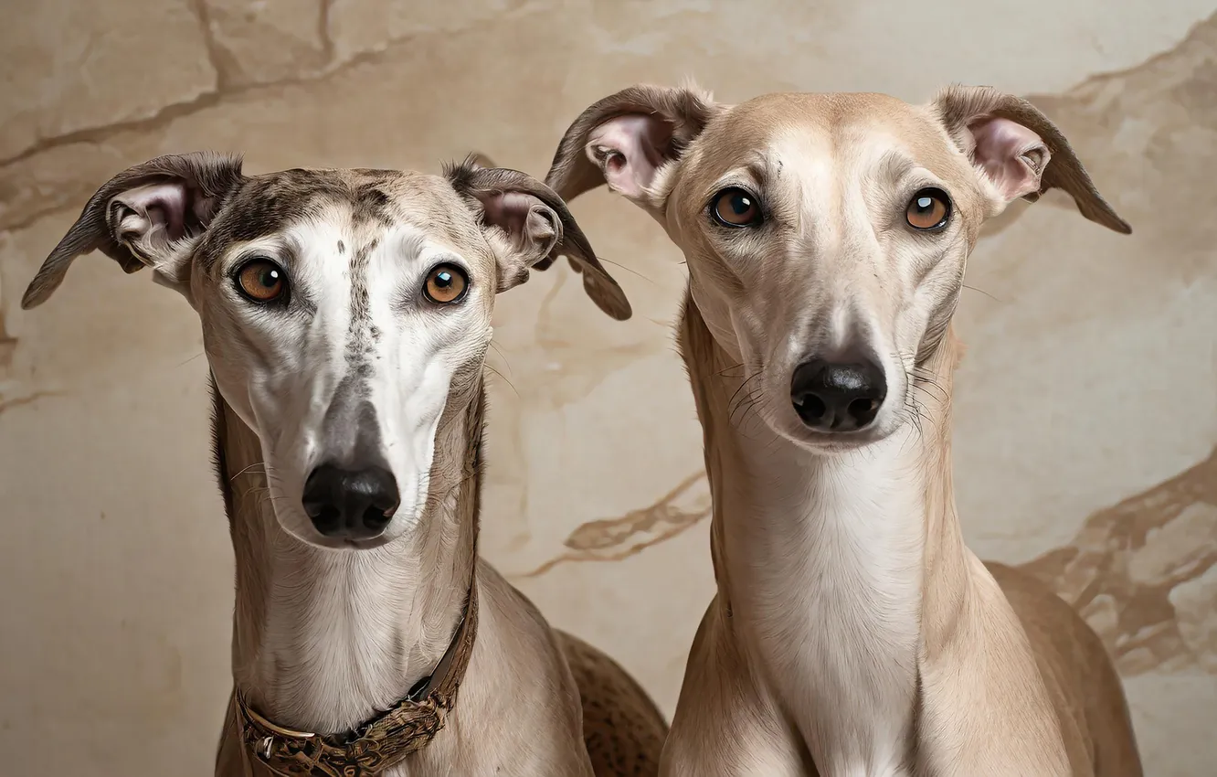 Photo wallpaper look, pose, dog, face, a couple, two dogs, Saluki, AI art