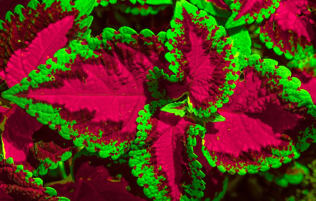 Photo wallpaper leaves, macro, flowers, Coleus