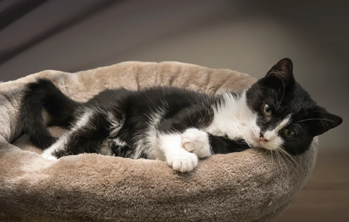 Photo wallpaper cat, cat, lies