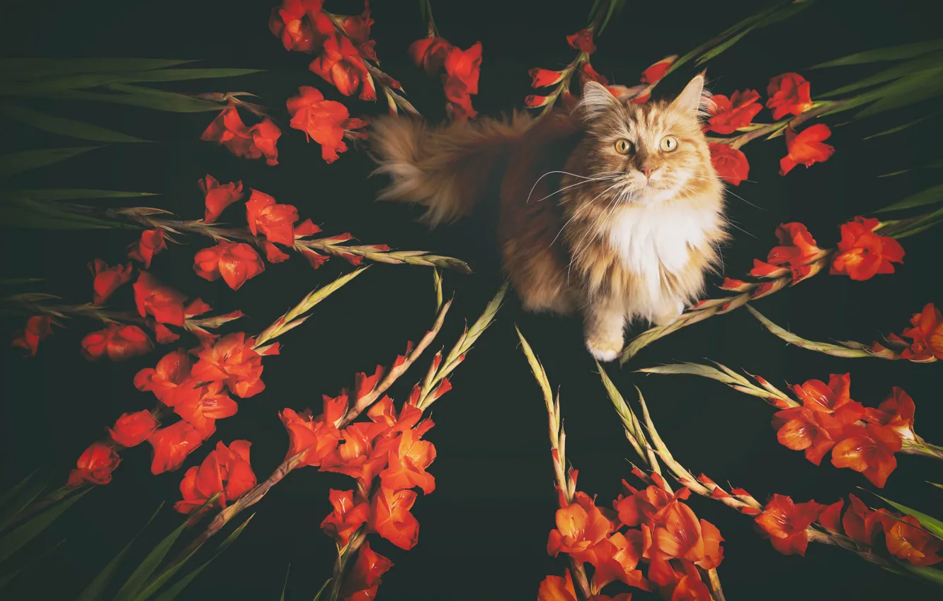 Photo wallpaper cat, cat, gladiolus