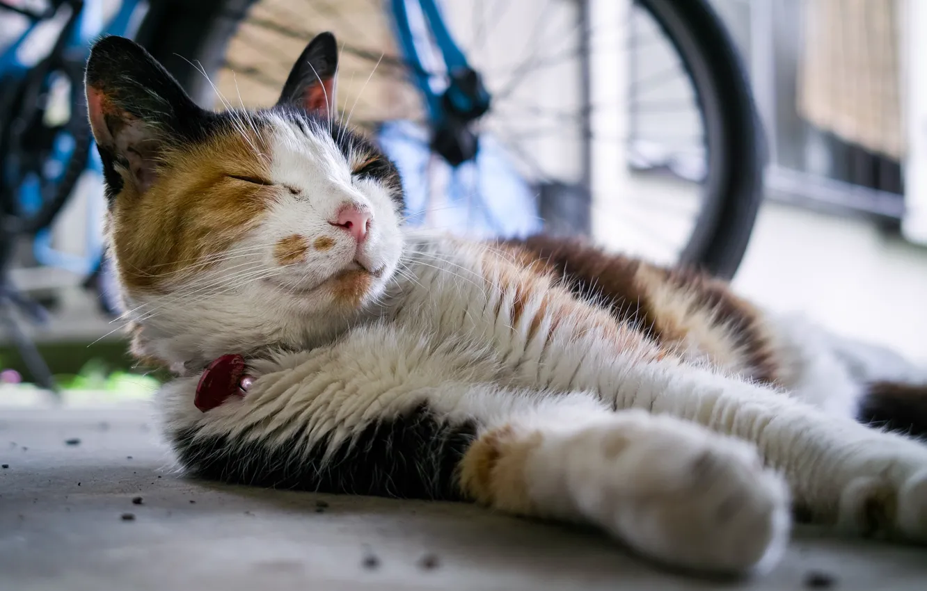 Photo wallpaper cat, sleeping, Tomcat
