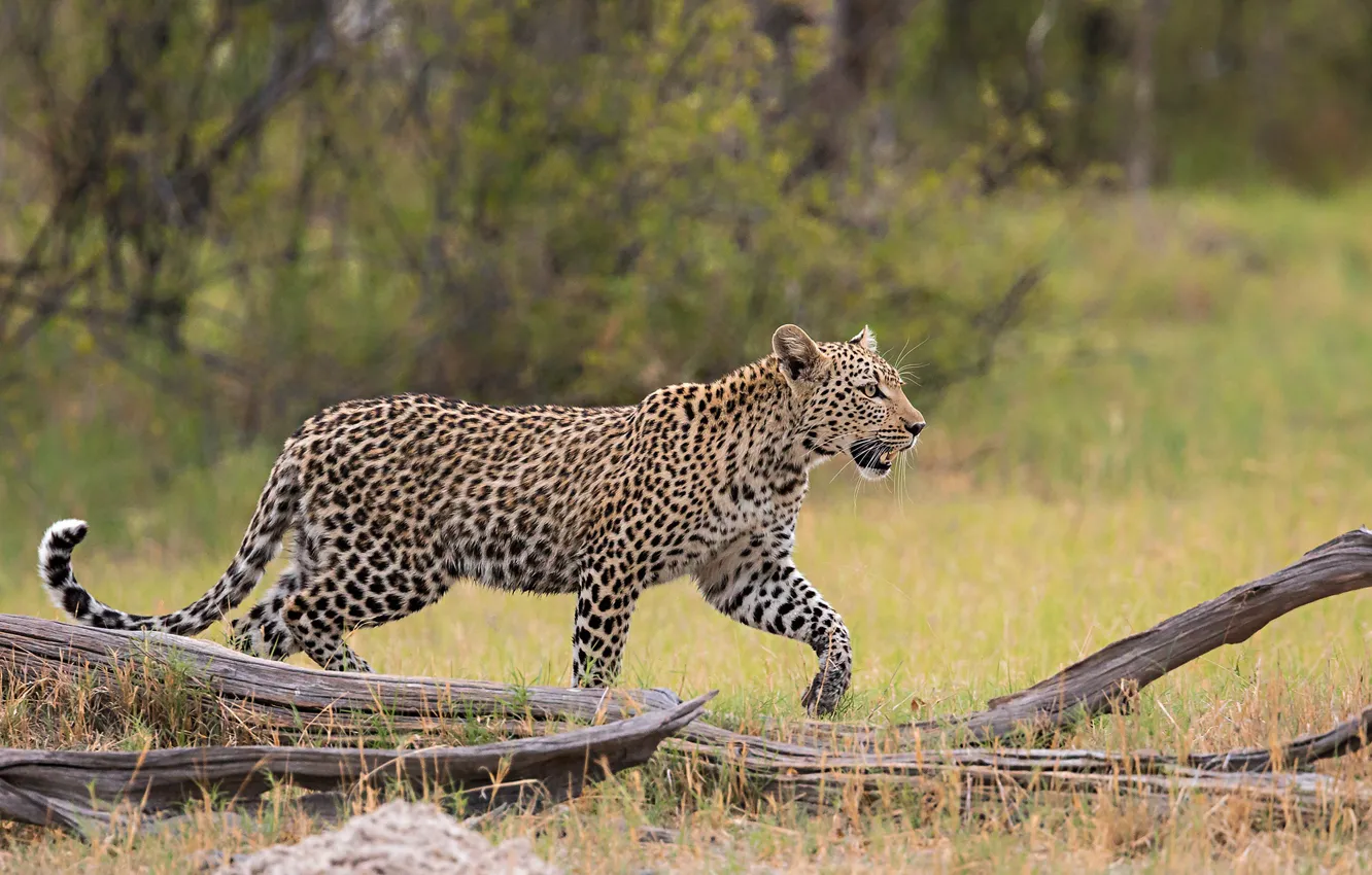 Photo wallpaper predator, leopard, grace