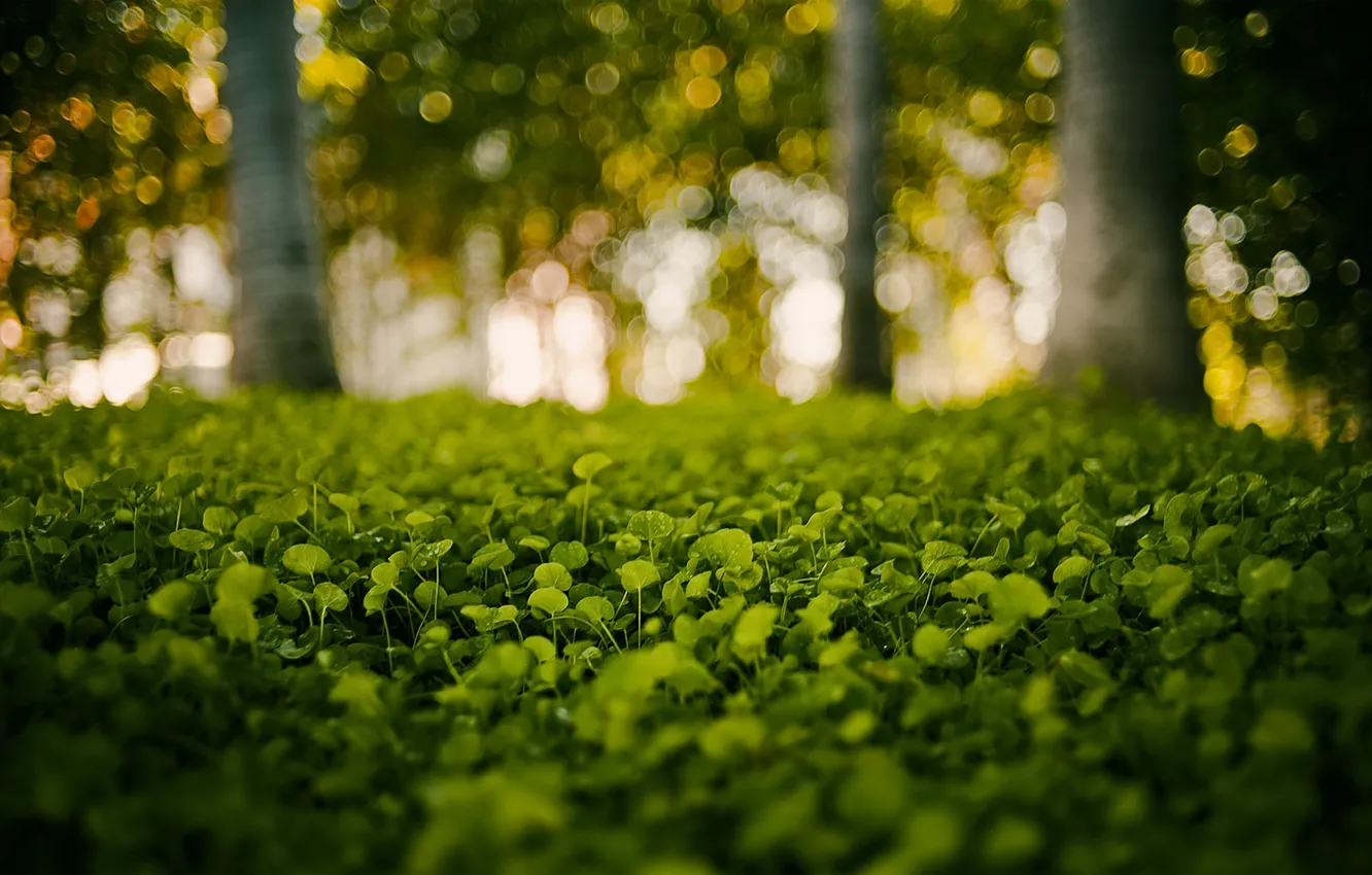 Photo wallpaper greens, grass, drops, macro, trees, glare