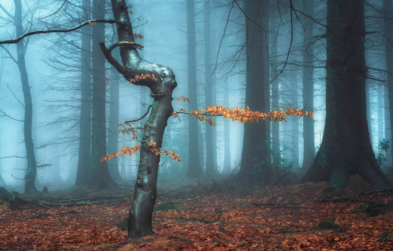 Photo wallpaper autumn, forest, trees, fog, foliage, SIZ