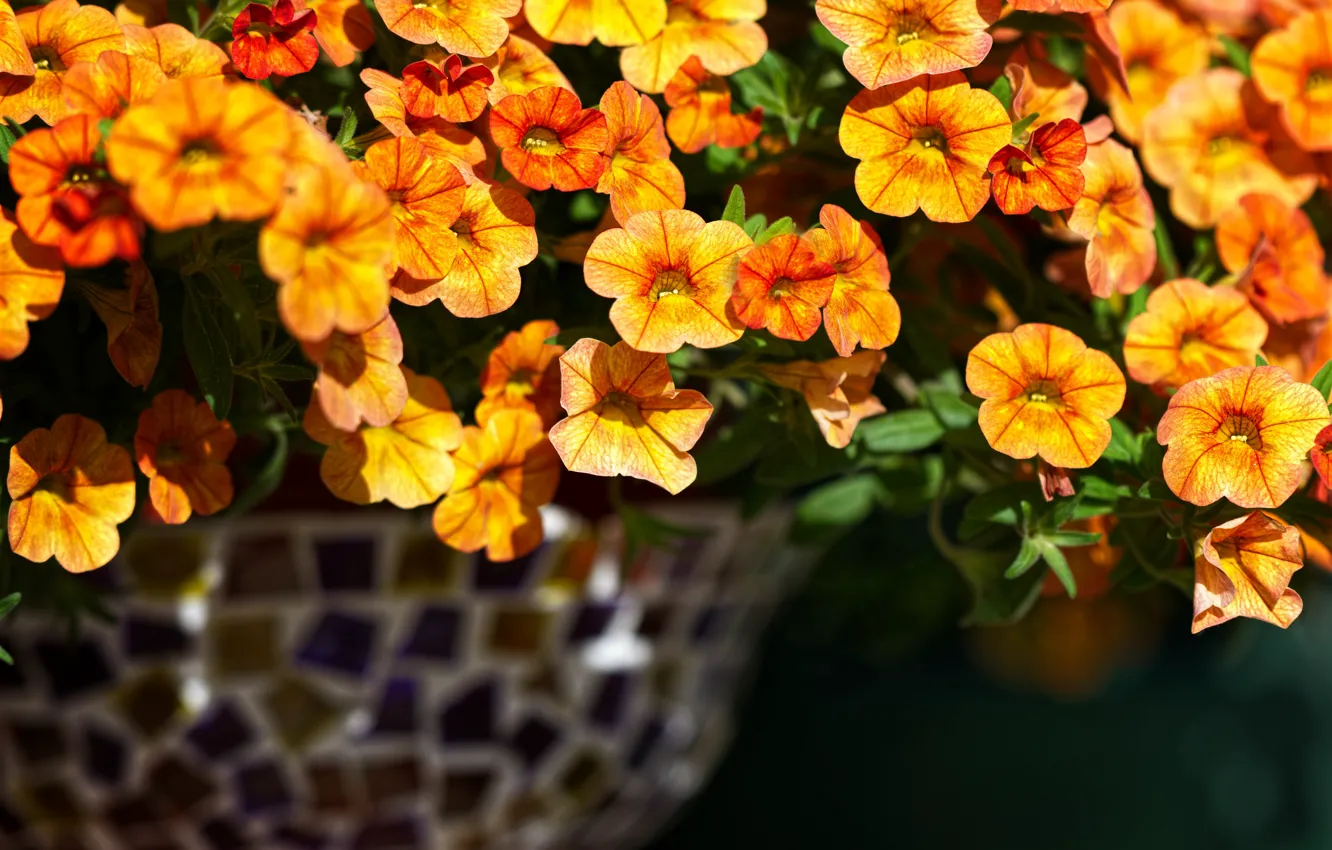 Photo wallpaper orange, flowers, calibrachoa, Petunia, pot