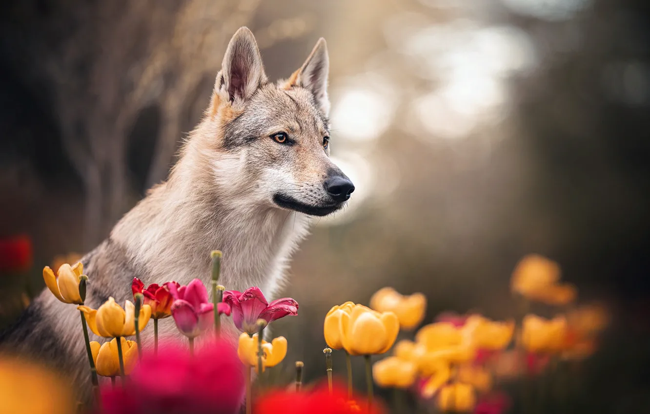 Photo wallpaper flowers, nature, animal, dog, spring, tulips, profile, dog