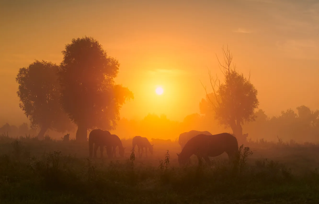Photo wallpaper field, the sun, light, trees, fog, horse, dawn, horse