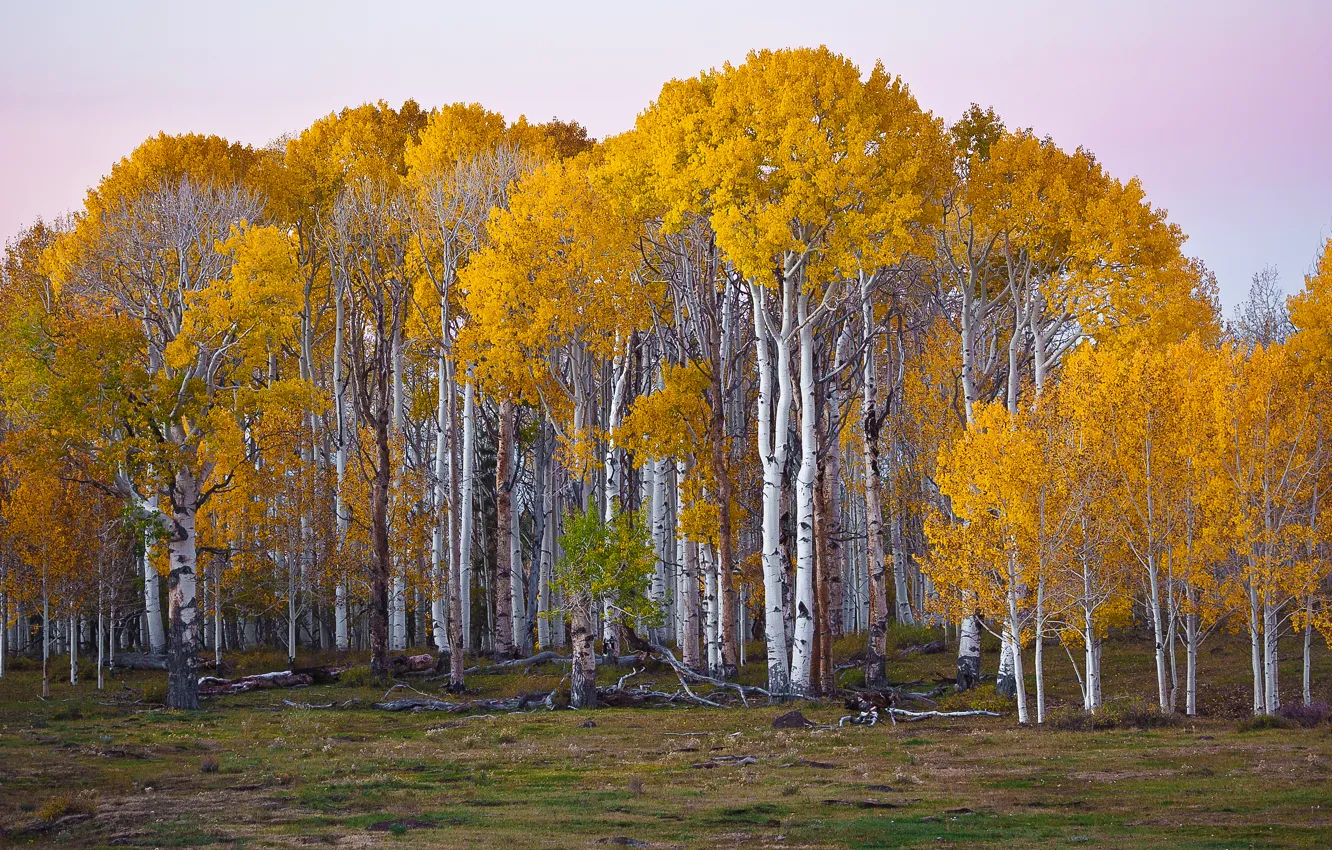 Photo wallpaper autumn, forest, trees, birch, Utah, USA