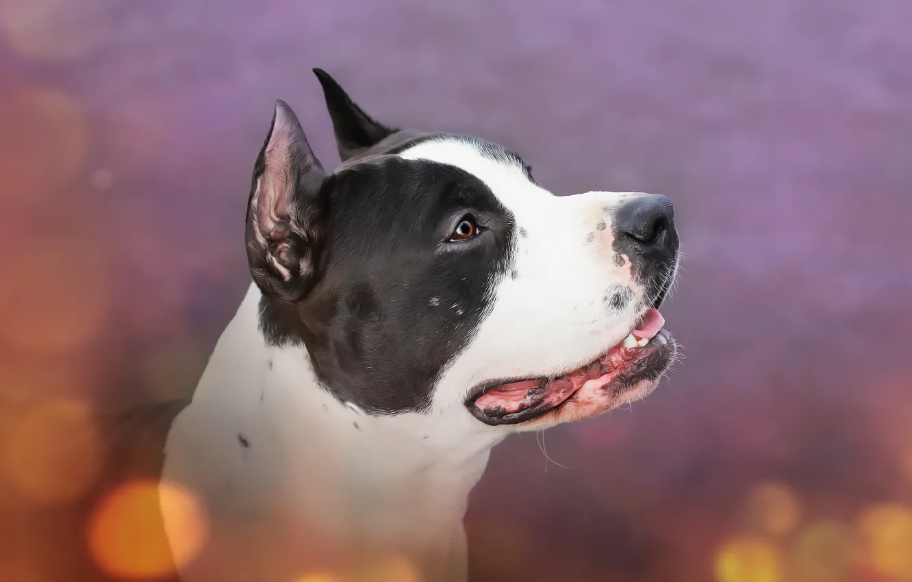 Photo wallpaper look, each, dog, profile, staf