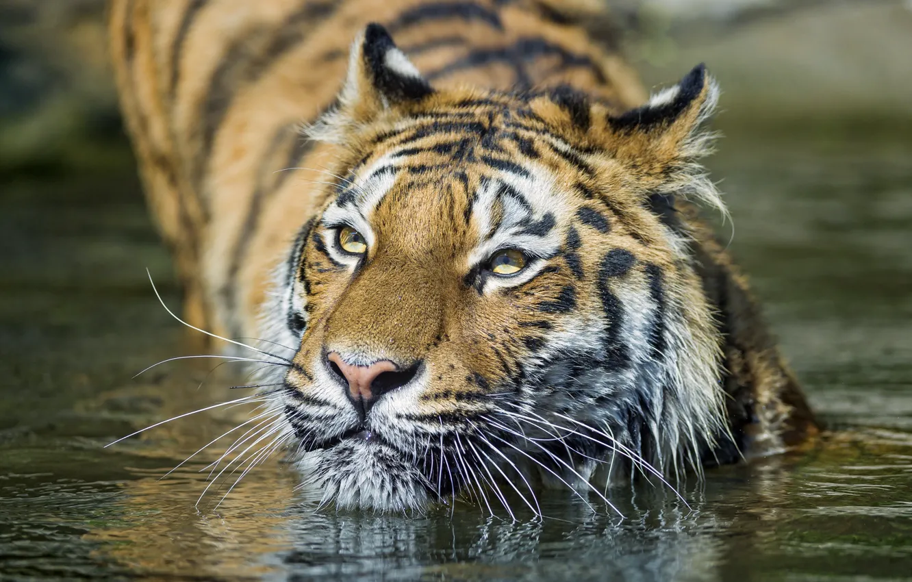 Photo wallpaper cat, face, water, tiger, bathing, Amur, ©Tambako The Jaguar
