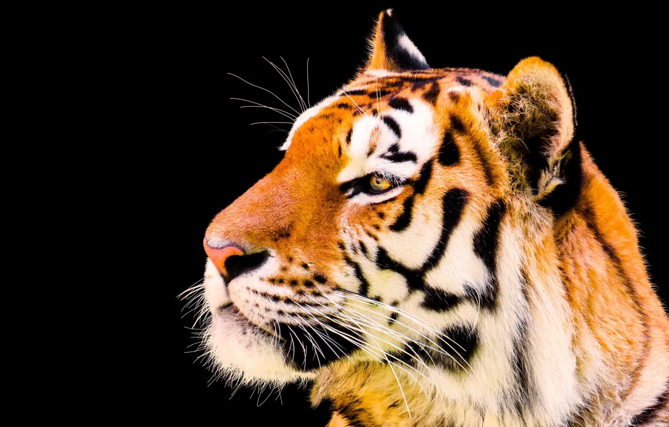 Photo wallpaper look, face, close-up, tiger, portrait, gold, black background, bright