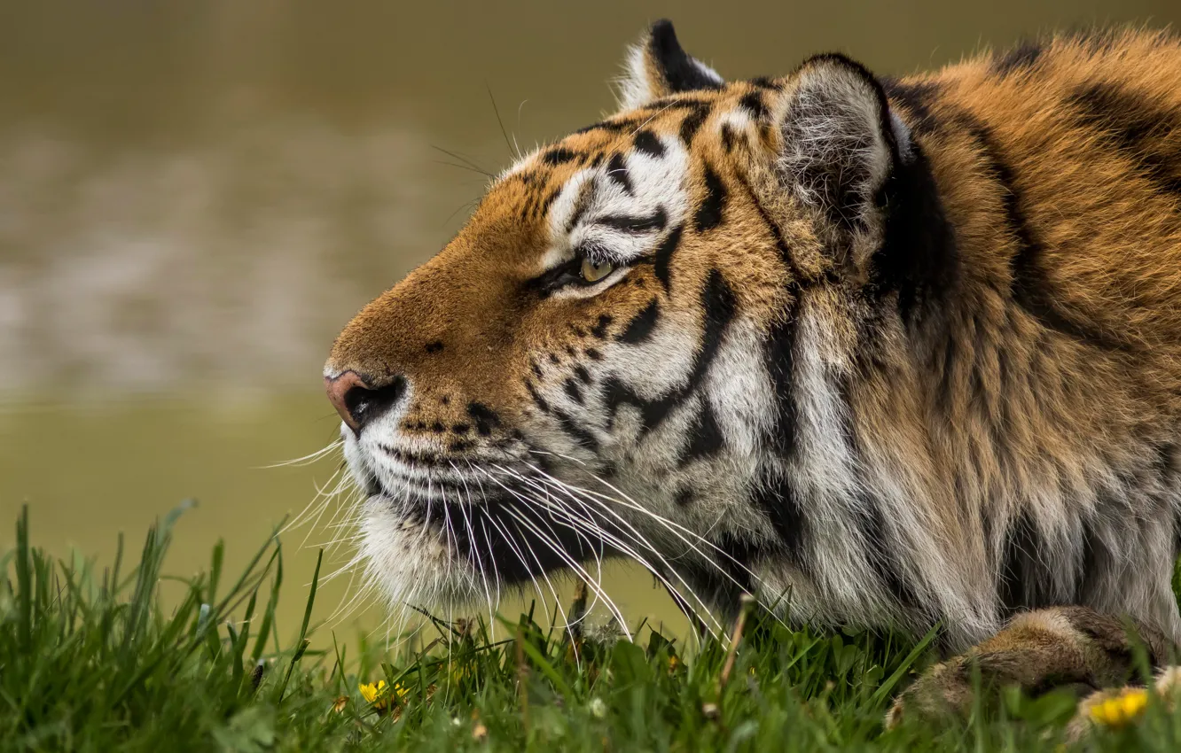 Photo wallpaper face, tiger, profile, wild cat