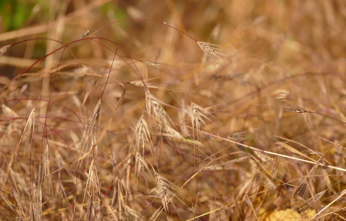 Photo wallpaper grass, macro, plant, ears, Dry