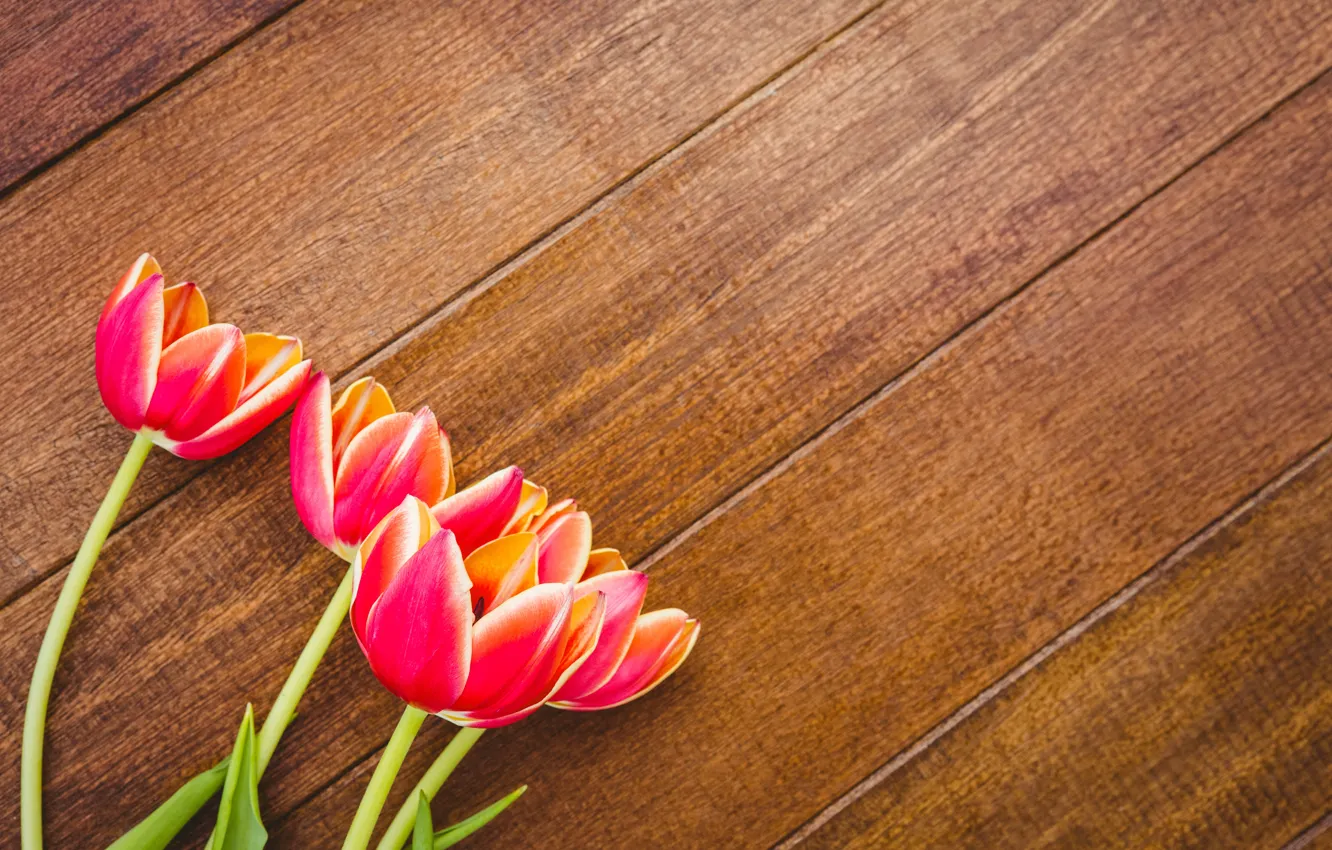 Photo wallpaper flowers, tulips, red, red, wood, flowers, tulips, spring