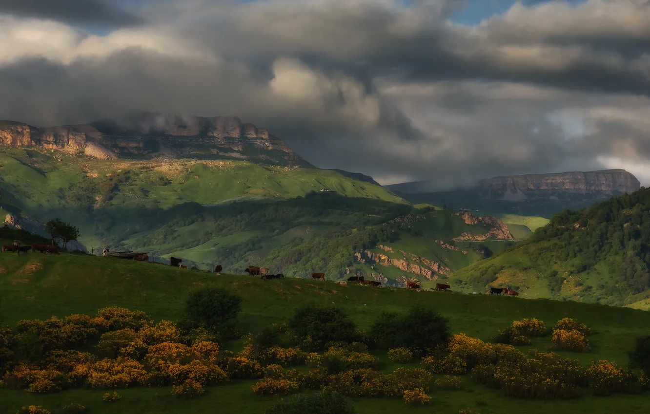 Photo wallpaper trees, valley, horizon, space, grove, the beauty of nature, mountain landscape, Zakharov Armen