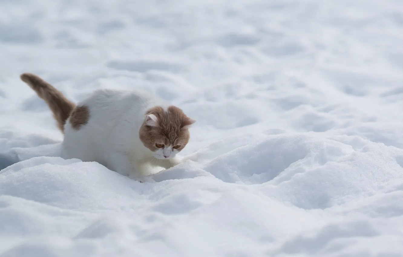 Photo wallpaper winter, cat, snow