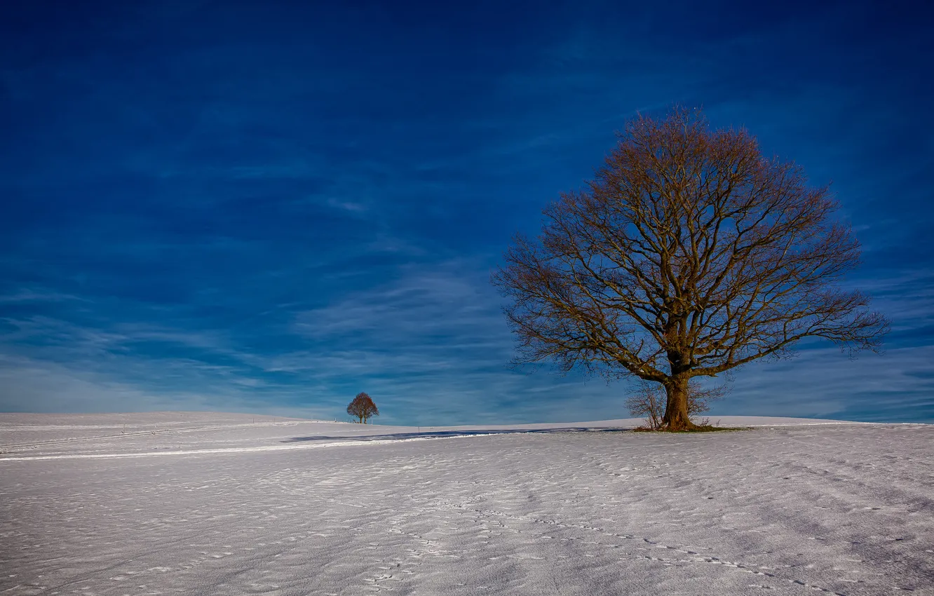 Photo wallpaper winter, field, the sky, snow, trees