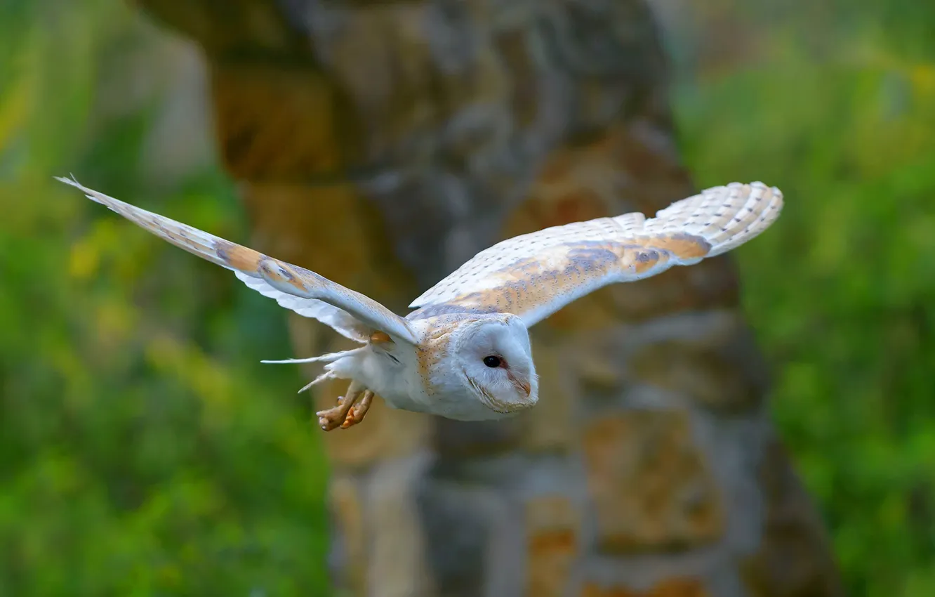Photo wallpaper flight, bird, wings, the barn owl
